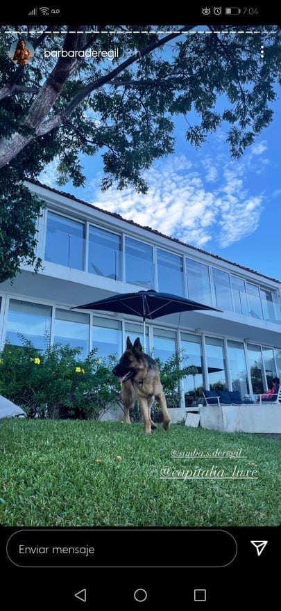 Simba, perro de Bárbara de Regil.