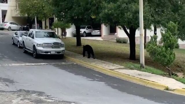 Oso amigable en Monterrey