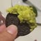 10 comidas más aberrantes; de Oreo con guacamole a cereal con patitas de pollo