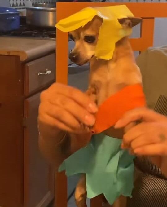 Perro Medio Metro