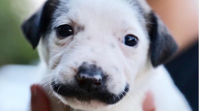perro bigote salvador dali
