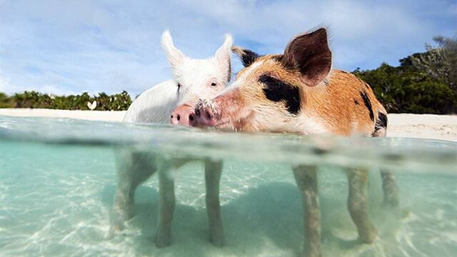 Cerditos nadadores.
