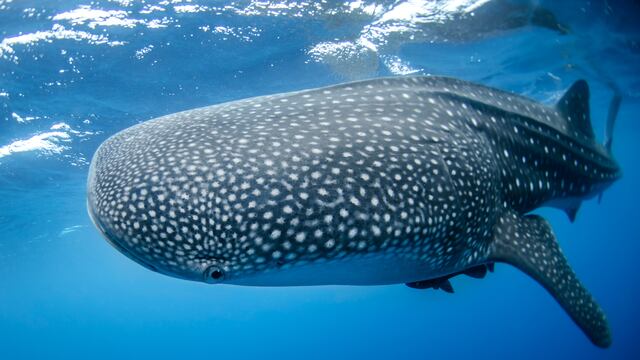 Tiburón ballena