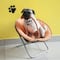 ¿El RUAC es obligatorio? El paso a paso para el registro de tu perro o mascota