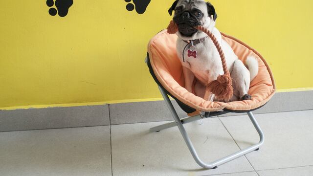 Perritos de la CDMX ahora deberán aparecer en el RUAC