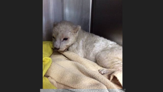 Se inicio el proceso jurídico correspondiente por parte de la Profepa.