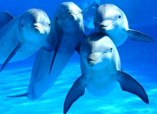 Los delfines machos participan en actos de agresión por la competencia de las hembras.