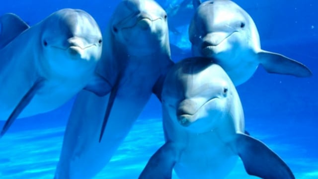 Los delfines machos participan en actos de agresión por la competencia de las hembras.