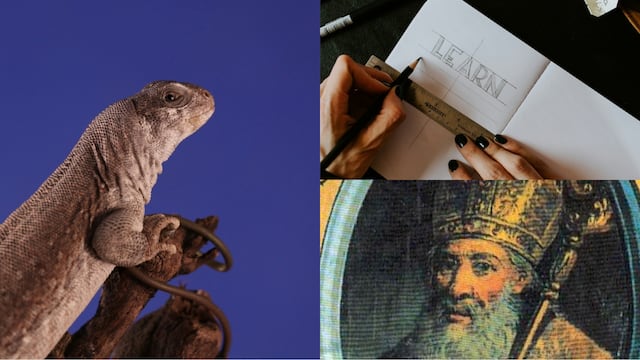 Este 14 de agosto es el Día Mundial del Lagarto, el Día Mundial de la Caligrafía y el santoral de San Eusebio