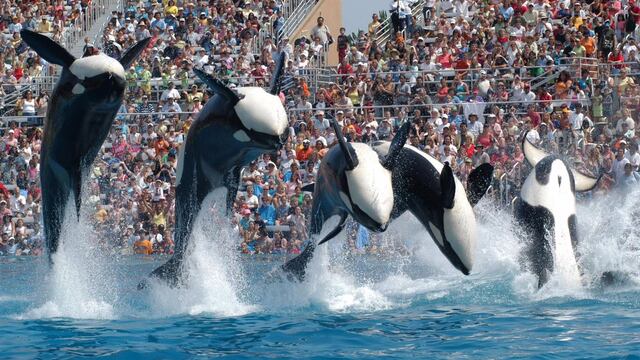 SeaWorld
