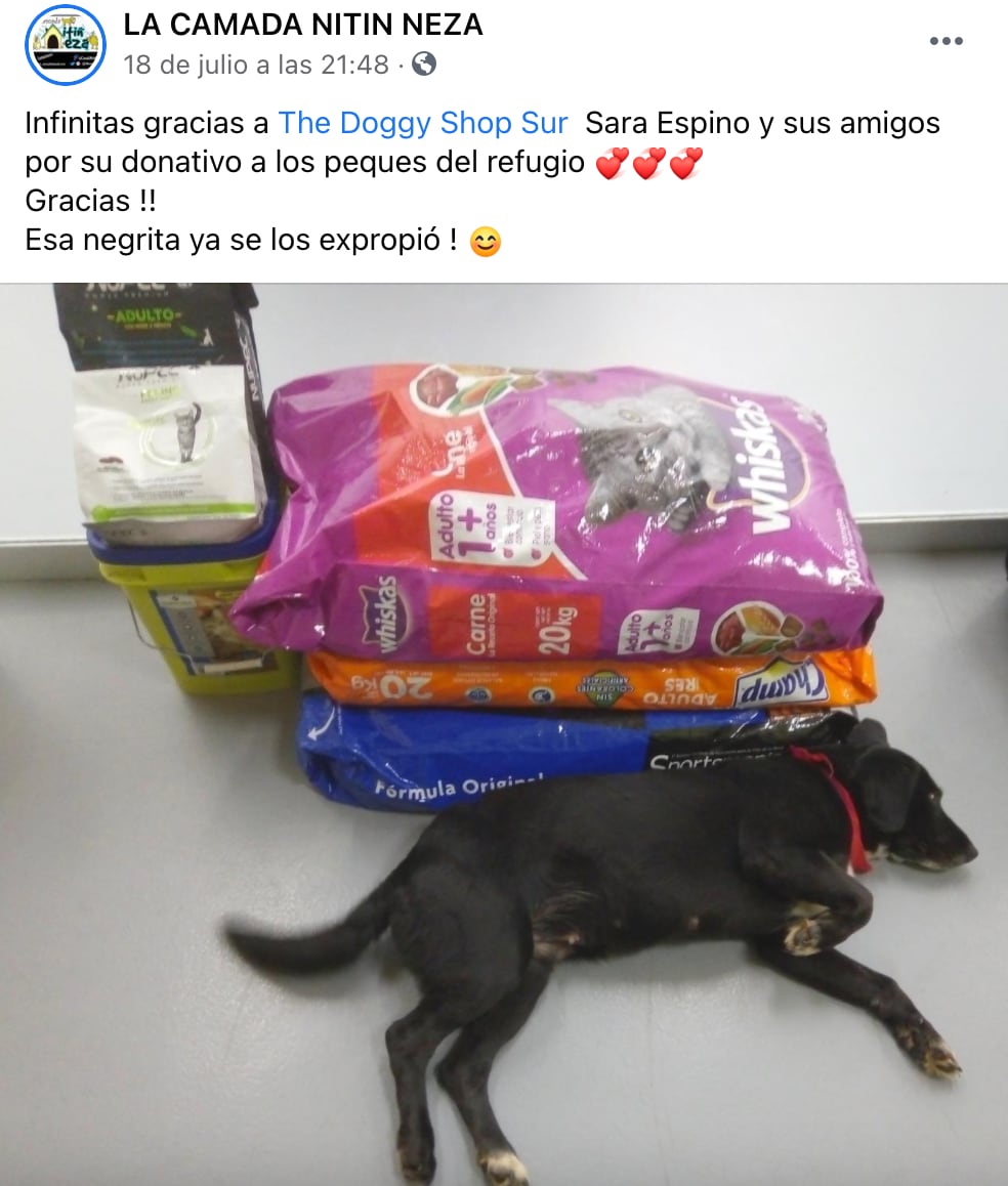 Campaña "Perro de nadie, perro de todos"