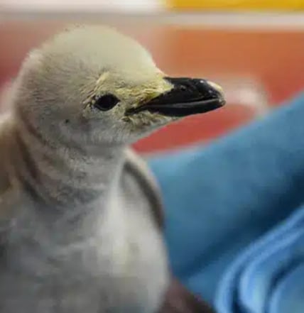 Acuario de León confirma el nacimiento de un Pingüino Barbijo