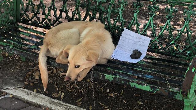 Perro