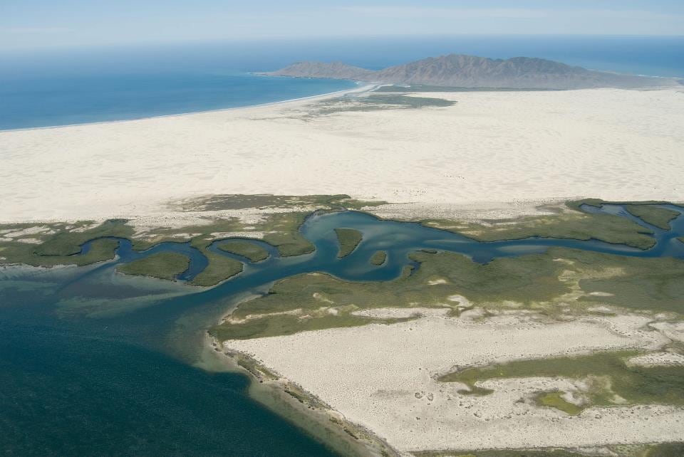 Manglares bahía magdalena, Baja California Sur