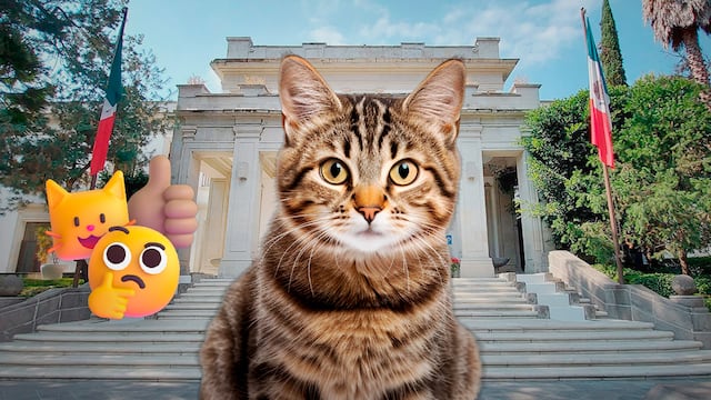 Complejo Cultural Los Pinos niega abandono y confirma atención a sus gatos