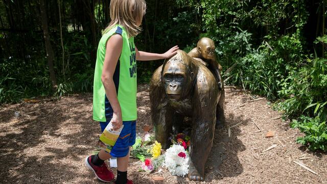 Gorila Harambe del Zoológico de Cincinnati