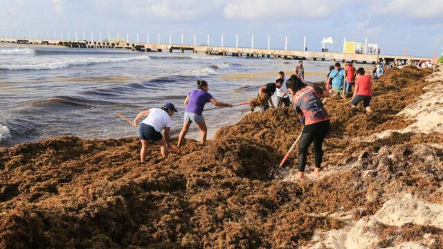 Sargazo en playa de Quintana Roo. Problema de prioridad nacional.