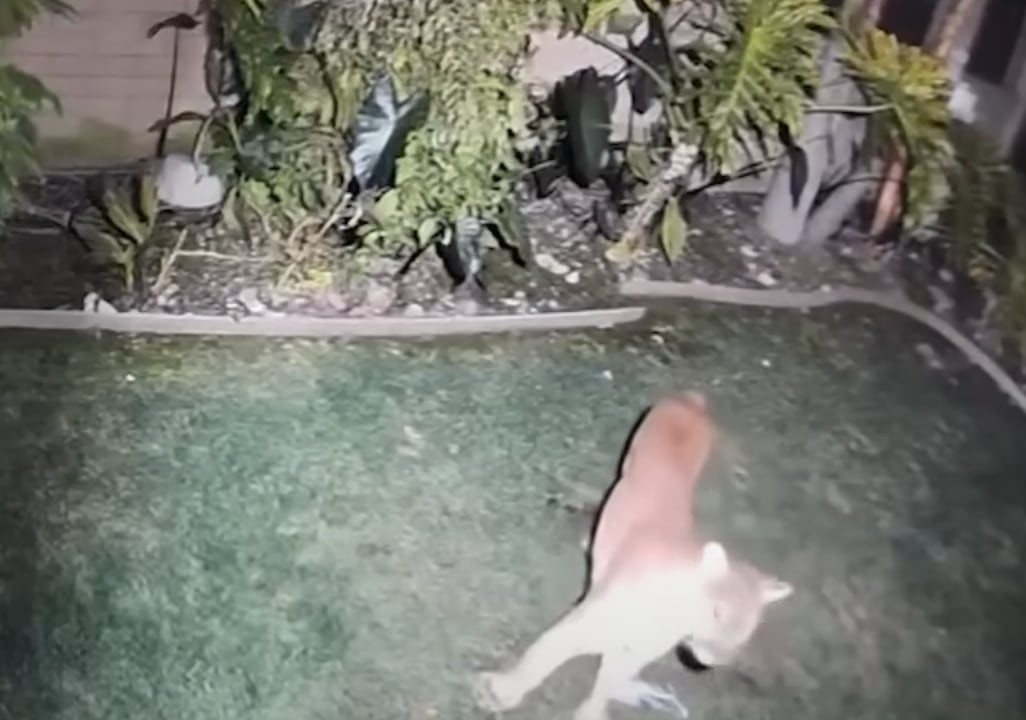 Puma ataca a perrita