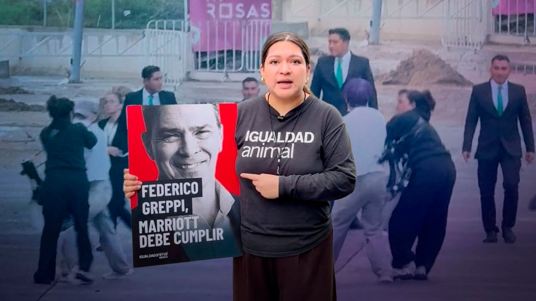 Agreden a activista de Igualdad Animal México durante protesta frente a The Westin Guadalajara