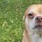 Prancer, el perro chihuahua que odia casi todas las personas