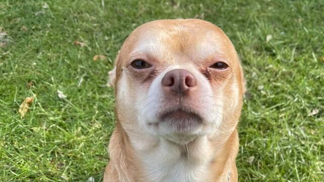 Perro chihuhua Prancer