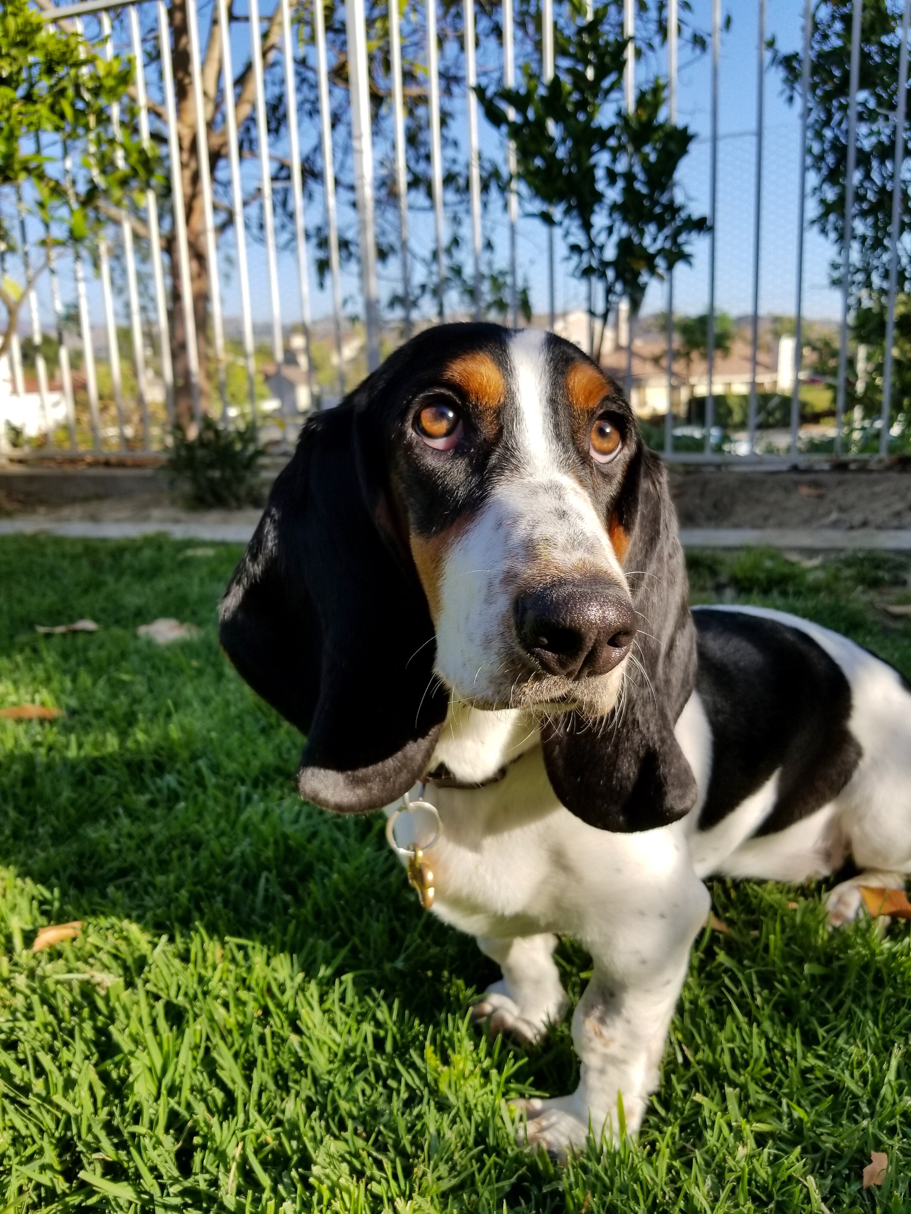Basset Hound