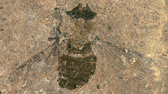 Mosca fosilizada