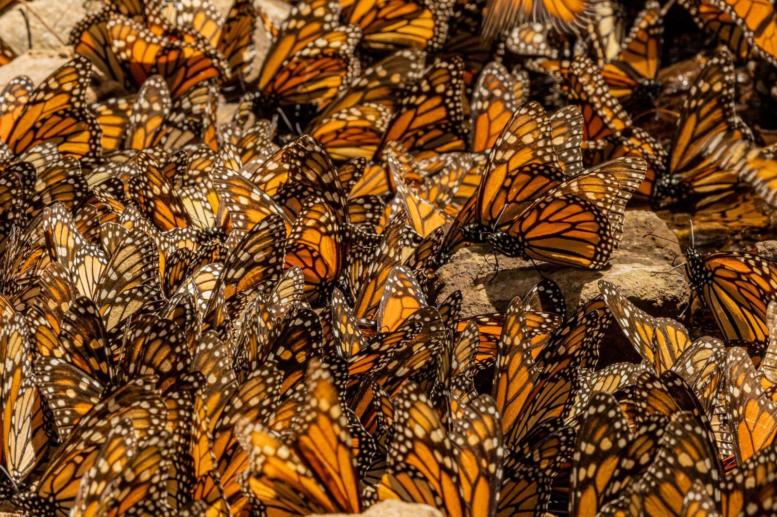 Millones de Mariposas Monarca esperan a turistas en santuarios de Michoacán