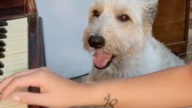 'Perri cantor', se vuelve viral en TikTok