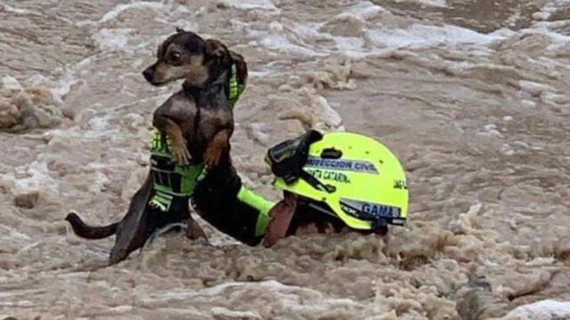 Elementos de Protección Civil lograron rescatar al perro.