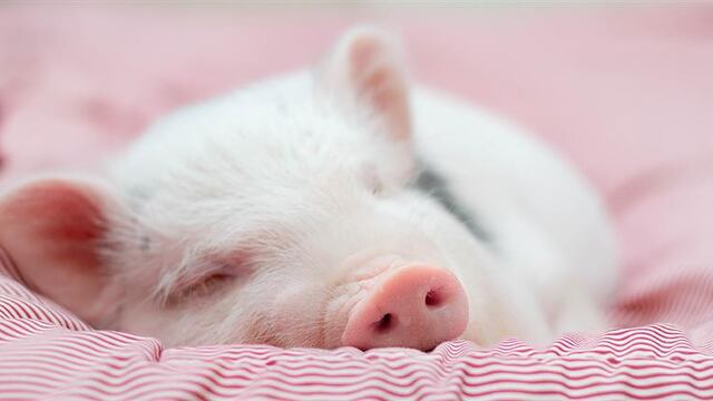 ¿Cómo son los cerdos como mascotas?  características que definirían a tu Peppa Pig en casa