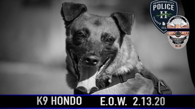 Perro policía muere en cumplimiento del deber y le realizan ataúd personalizado como homenaje