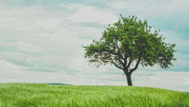 arbol