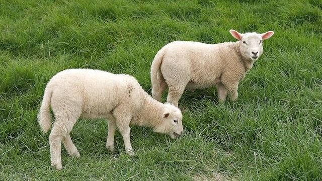 Eco-pastoreo: París usa borregos en lugar de podadoras