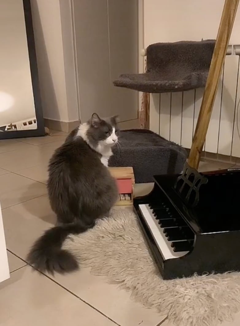 Limón, el gato pianista de TikTok