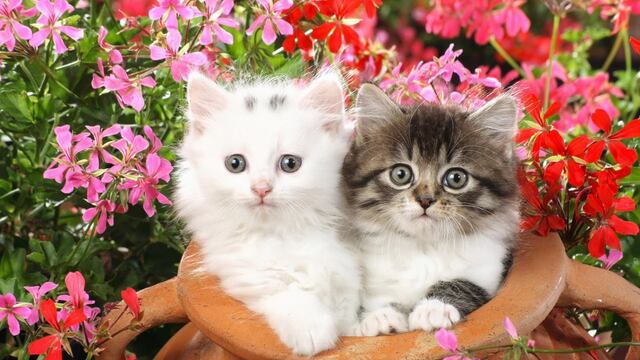 ¡Feliz Día del Gato! Te presentamos los cinco favoritos de las redes sociales