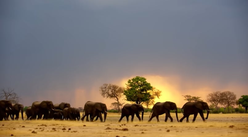 Secrets of the Elephants de National Geographic