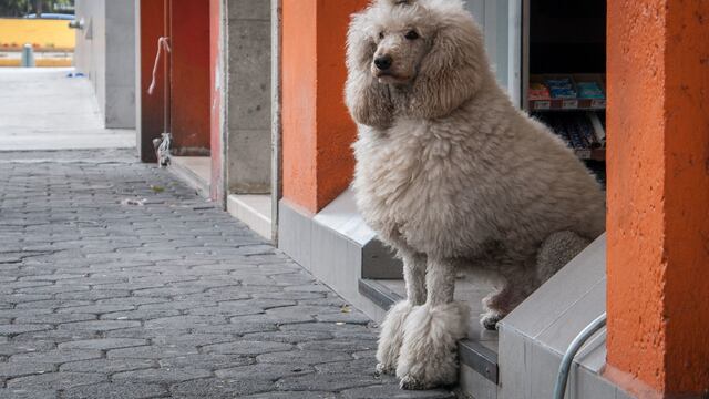 Negocios pet friendly en CDMX: iniciativa de Morena para la inclusión de las mascotas