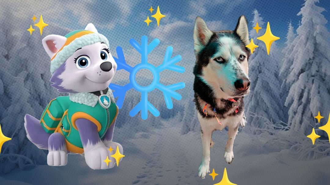 ¿Cuántos años vive un husky siberiano como Everest, la cachorra de la nieve de Paw Patrol?