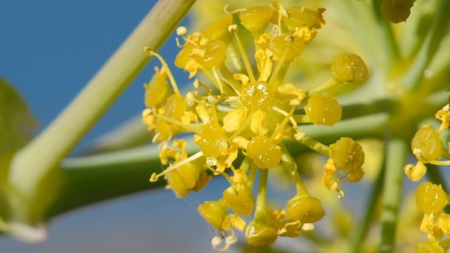 Hinojo gigante de Tánger, la planta contemporánea que podría ser el Silfio