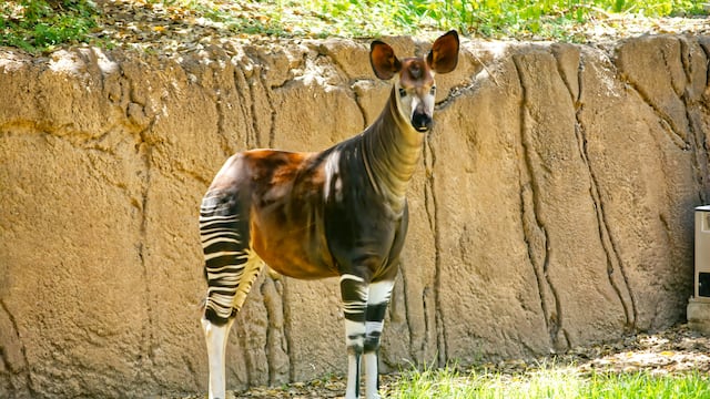 Este 18 de octubre es el Día Mundial del Okapi
