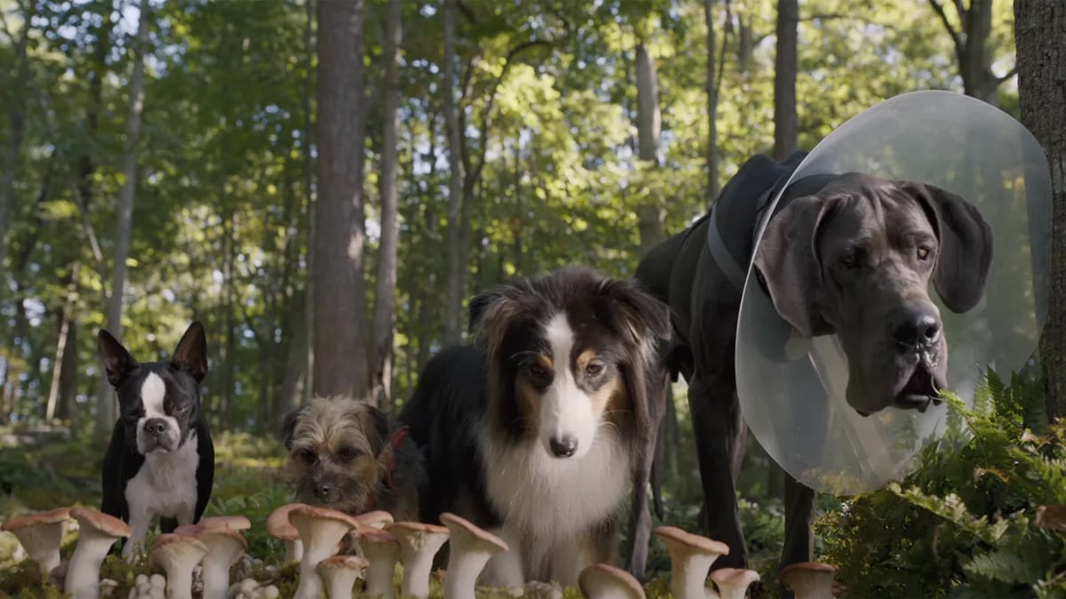 Hijos de Perra, la película con la voz de Ricardo O’Farrill, está reprobada en Rotten Tomatoes