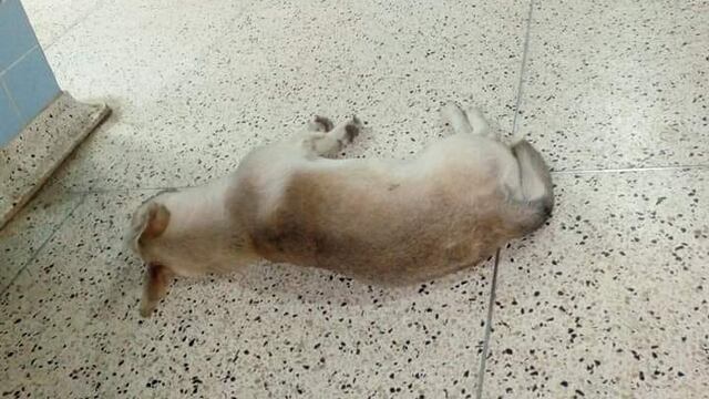 Él es 'Chato', el perro que espera en el hospital.