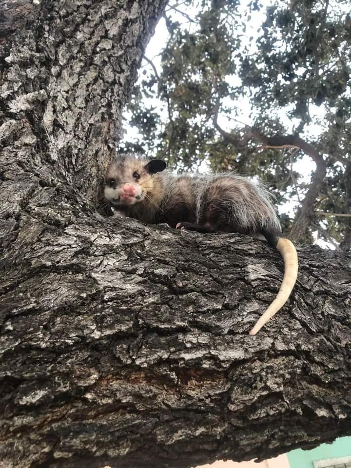 Tlacuache