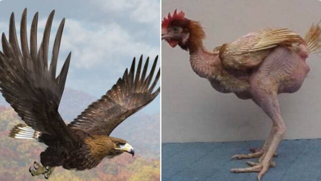 meme vs Henry Martín