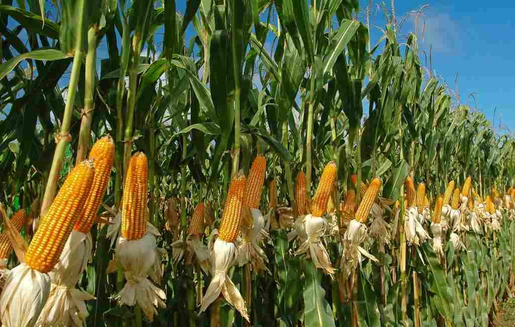 Grupo Gruma buscará ayudar a agricultores