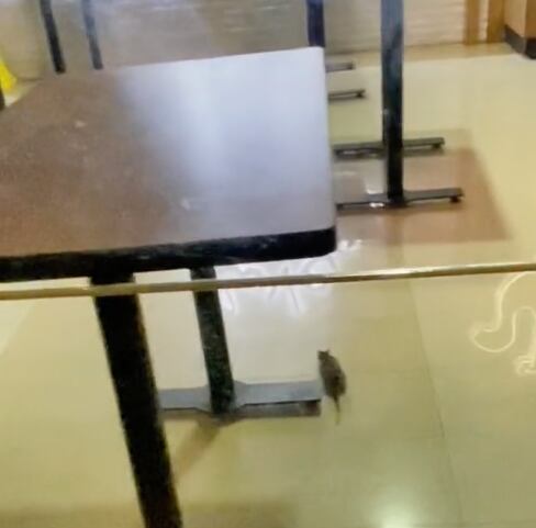 Ratas en restaurante de Fórum Buenavista, CDMX