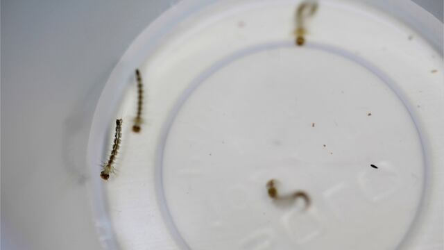 Larva de mosco del dengue