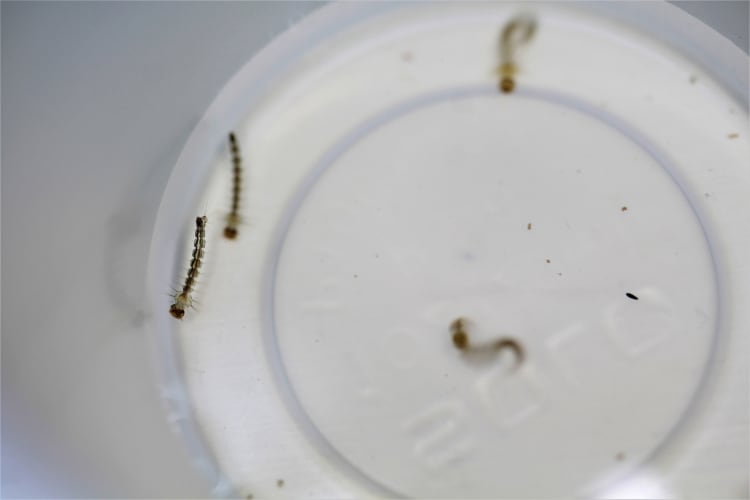 Larva de mosco del dengue