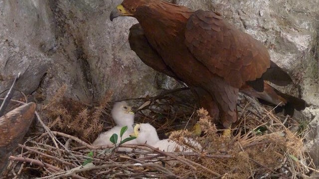 (@ALEXDELMAZO) Águila Real en peligro de extinción